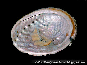 Abalone Shell (Haliotis sp.)