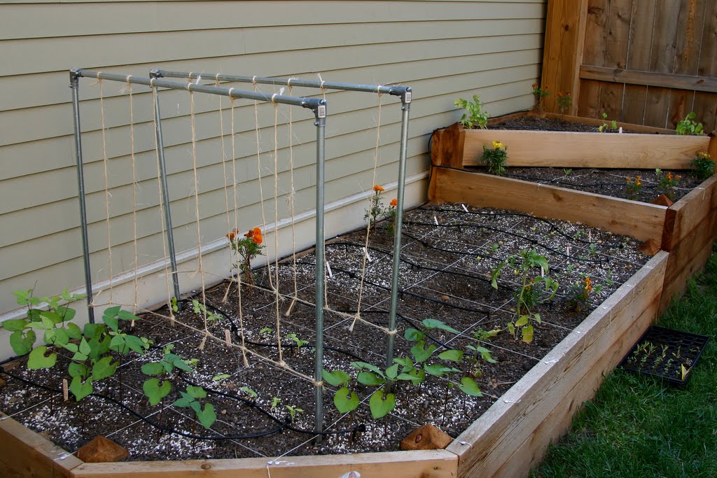 Ewa in the Garden: 15 ideas of DIY pea trellis