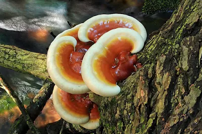 Ganoderma Mushroom Cultivation Process