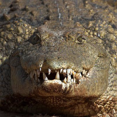 Sorriso- Fotos de animais sorrindo