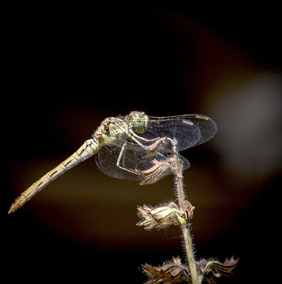 Ташкент лето стрекоза Tashkent  summer dragonfly