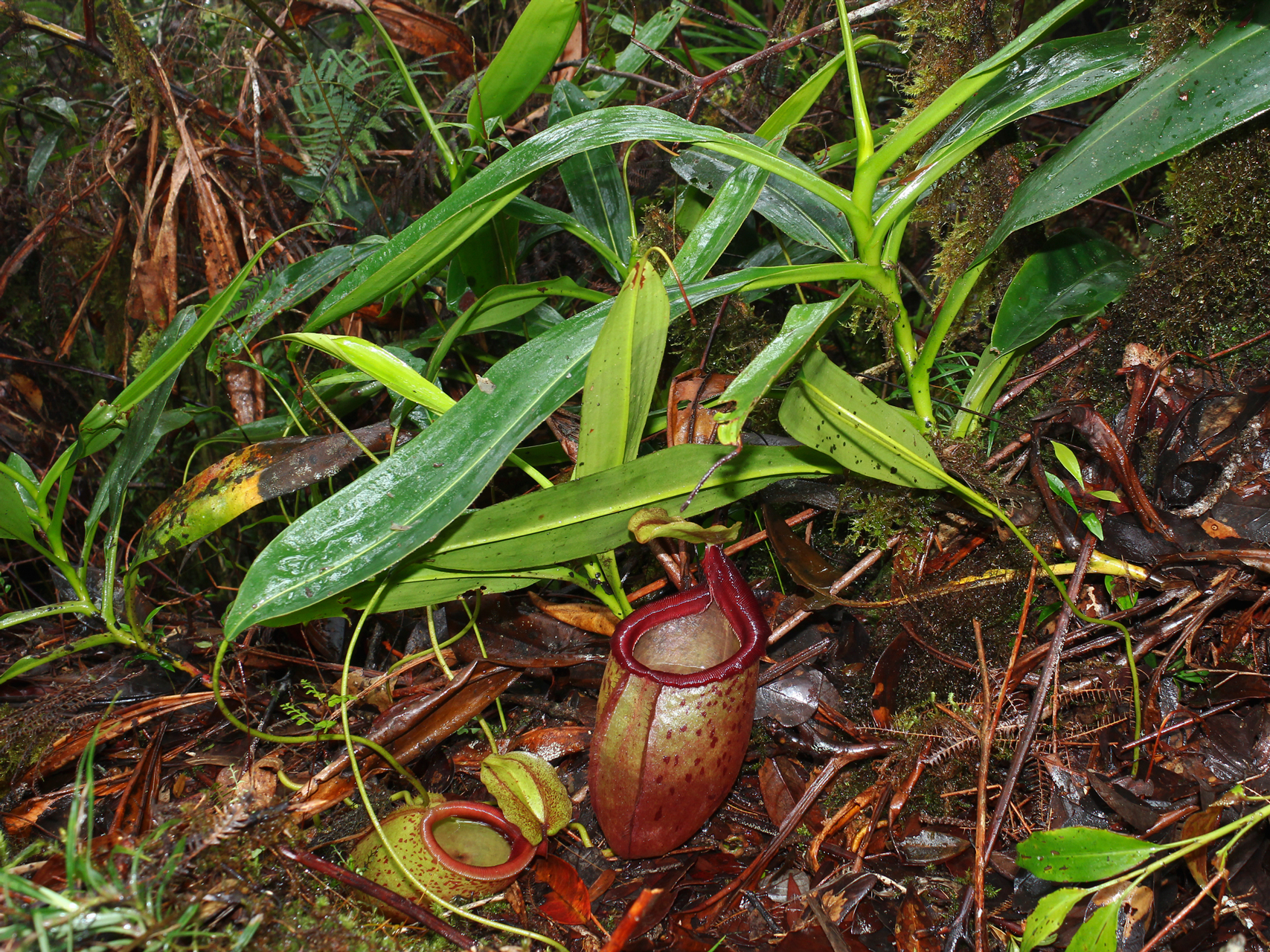 Palawan pitcher plant Nepenthes deaniana photo by Jojo De Peralta