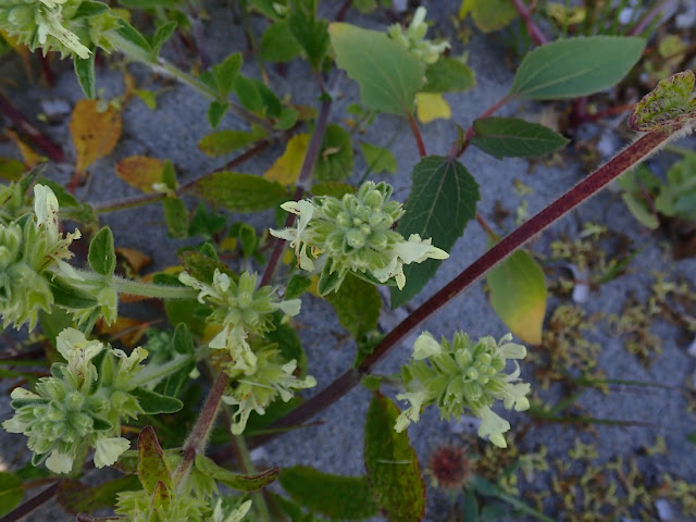 Stachys maritima