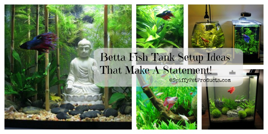 Betta Fish Tank  Setup  Ideas  That Make A Statement 
