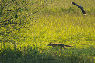 Wildlifefotografie Lippeaue Olaf Kerber Rotfuchs