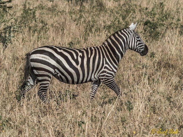 Esforço internacional localizado para salvar a zebra borense da extinção