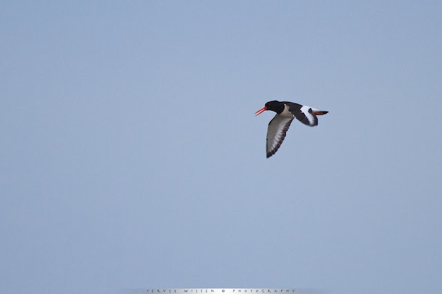 Scholekster - Oystercatcher - Heamatopus ostralegus