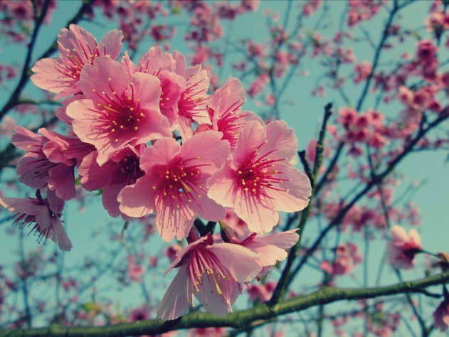 Download Gambar  Bunga  Sakura  Kartun Berwarna Cikimm com