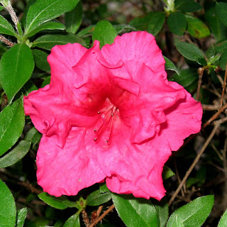 Early Azalea in the front yard