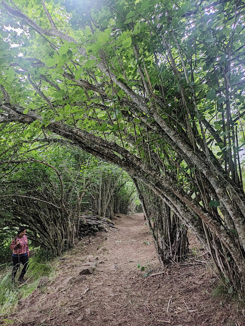 Ruta del Bosque Encantado de Carlac (Valle de Arán)