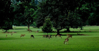 Kebun Raya Bogor