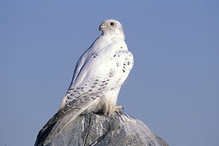 Gyrfalcon, Newfoundland