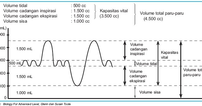  Kunci Jawaban Apabila kita menarik napas sekuat kuatnya 