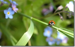 LadyBird