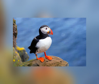 This is an illustration of a Atlantic Puffin (One of the Most Beautiful birds in the world)