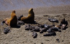 Seelöwen an der Punta Norte Valdez