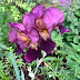 Iris germanica 'Senlac' - Hageiris