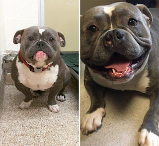 30 fotos de perros antes y después de su adopción que te derretirán el corazón