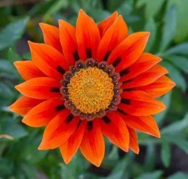 Red Sunflower Flower Images - Sunflower Flower Images Download - Sunflower flower images download - NeotericIT.com