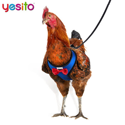 Now, You Can Take Your Bird That Can't Fly For A Walk By Using This Chicken Harness By Yesito