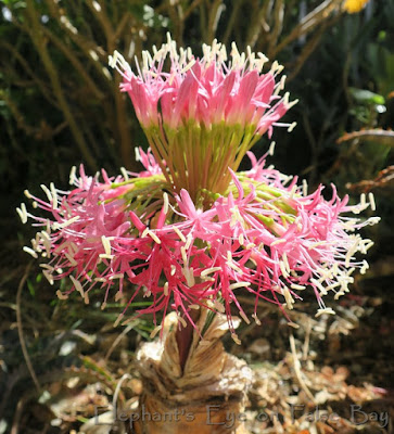 Boophone disticha first flower