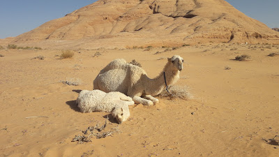 Desert Wildlife, wadirum