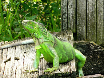 #10 Iguana Wallpaper