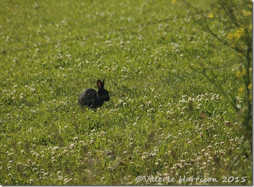 5-Black-Rabbit