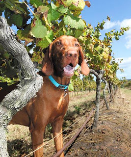 pet friendly napa valley