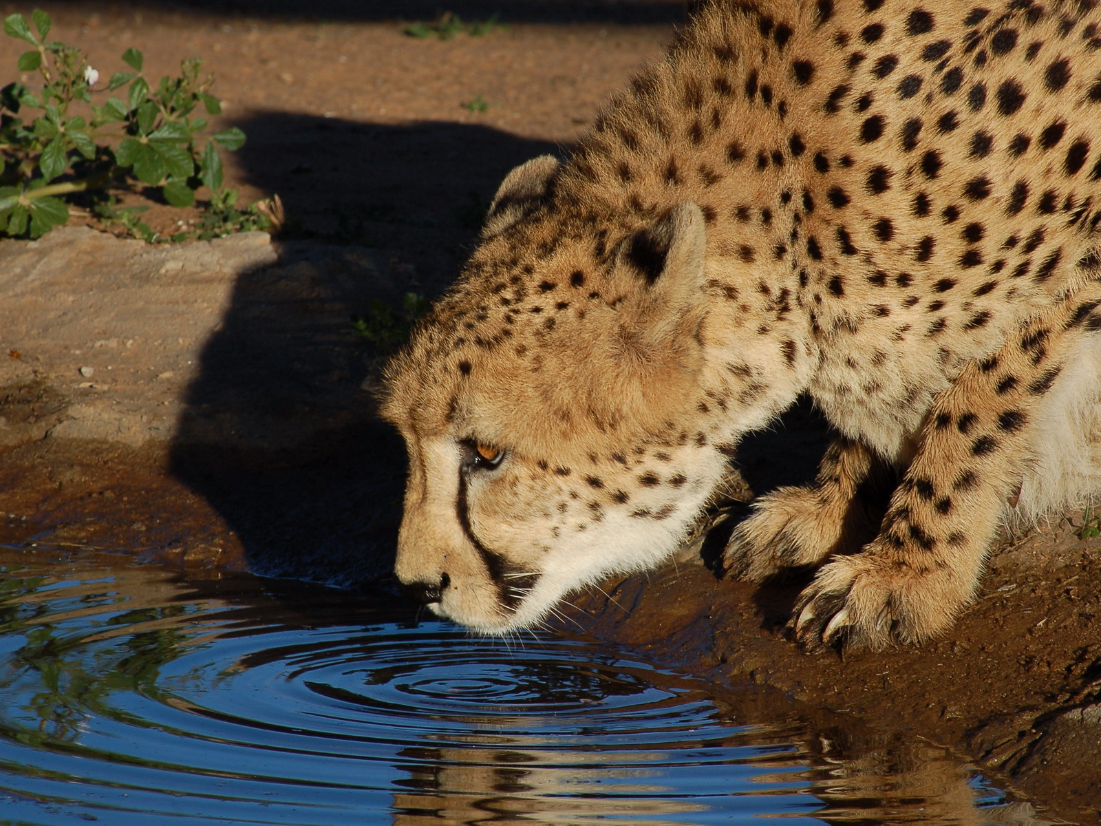 amazing cheetah drinking water as these animals can stay without water ...