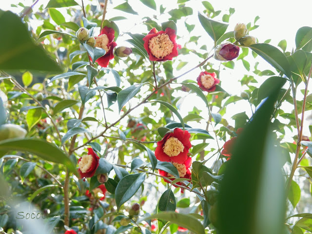 Camellia japonica