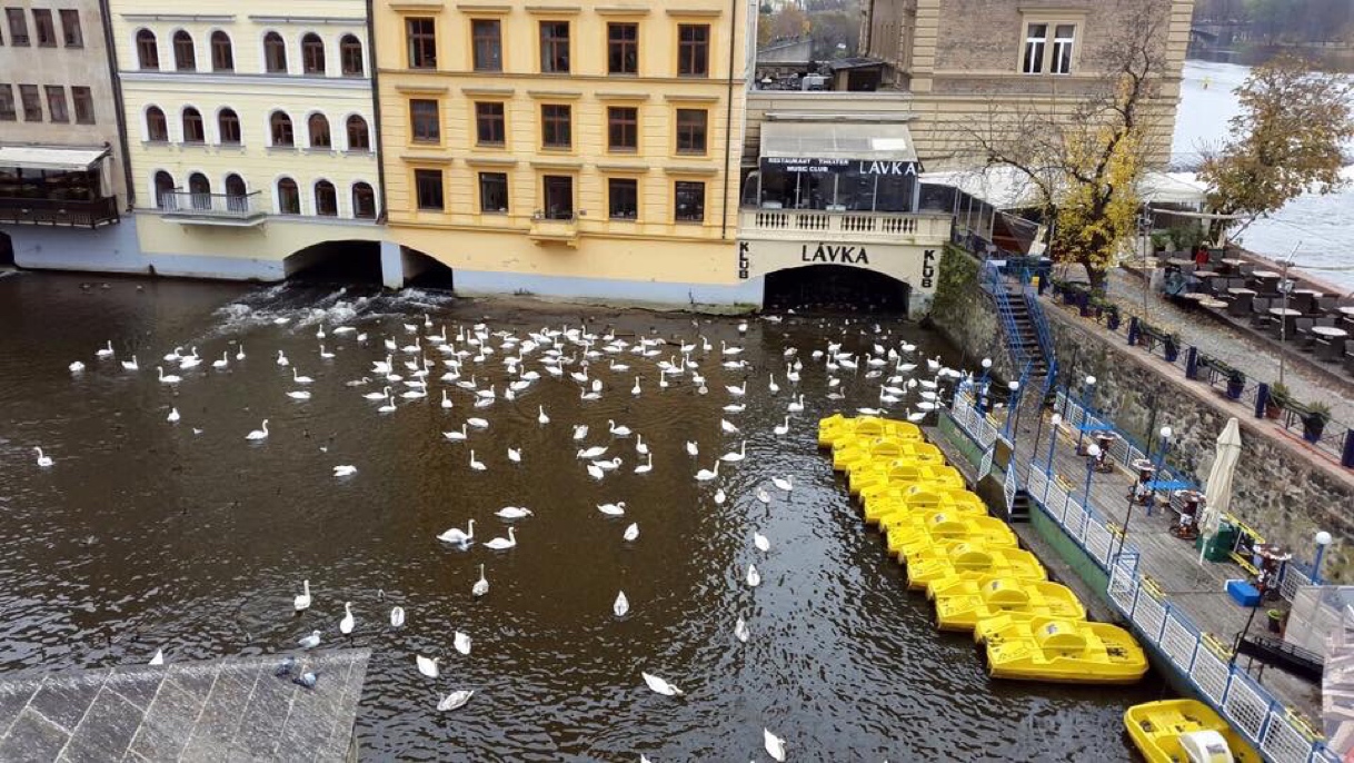 Swan boat at Vltava River Prague Swan boat at Vltava River Prague
