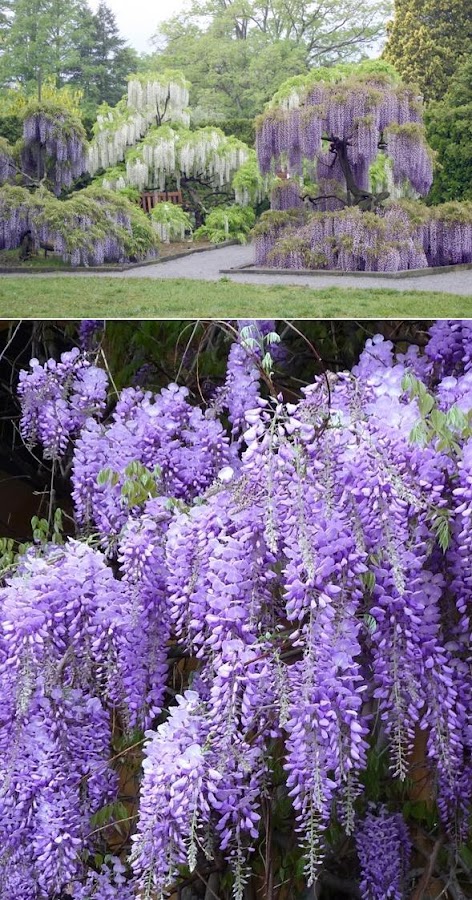 Blue Japanese Wisteria Vine