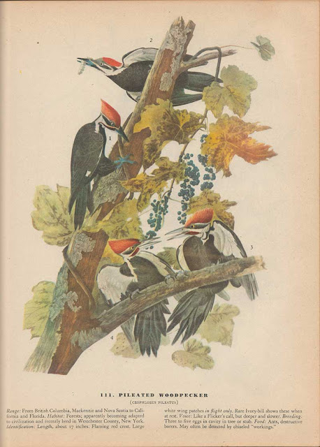Audubon Birds Of America