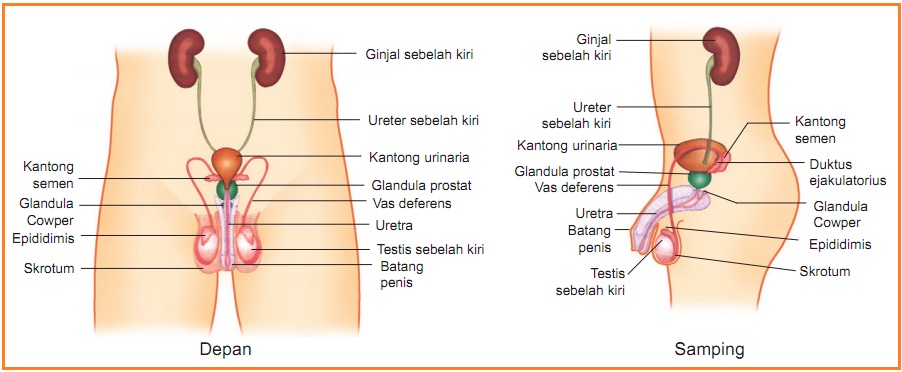 BIOLOGI GONZAGA DESKRIPSI ORGAN KELAMIN PRIA