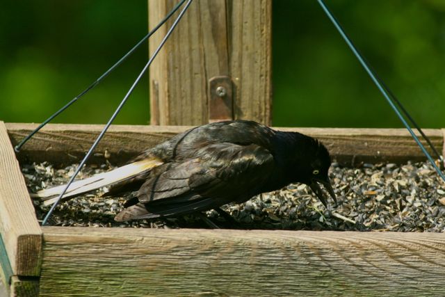 common grackle juvenile. common grackles hanging