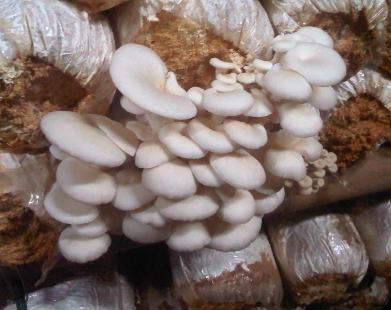 Health is True Wealth Mushrooms Best Food For People 