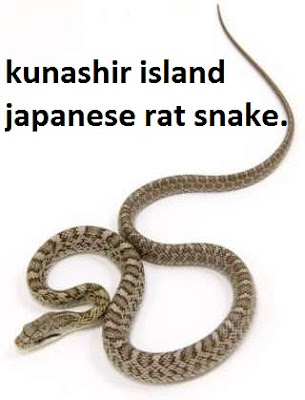 kunashir island japanese rat snake