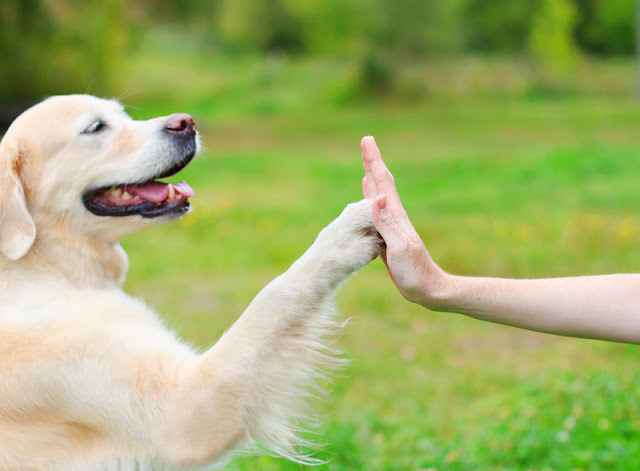 A beautiful Golden Retriever gives his paw to his owner