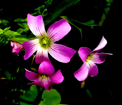 Lindas  flores de Trevo Oxalis debilis - planta silvestre, nativa do Brasil 
