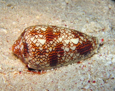 Amazing Pictures of Animals, Photo, Nature, Incredibel, Funny, Zoo, Conus, marine gastropod molluscs, Alex (7)