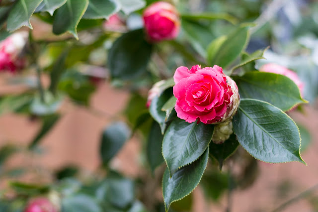 winter flower