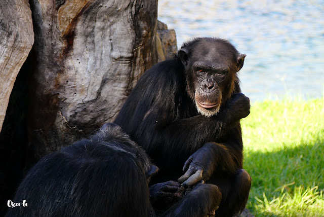 Chimpancé sentado