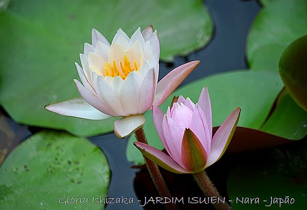 Glória Ishizaka - Nara - JP _ 2014 - 89
