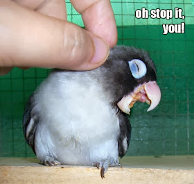 30 Funny animal captions - part 18 (30 pics), bird meme, oh stop it you