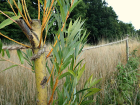 friedensgarten,osnabrück,garten,naturgarten,meinosnabrück,osnabrueck