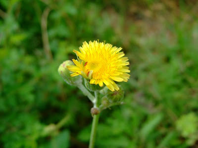 Common Sow Thistle