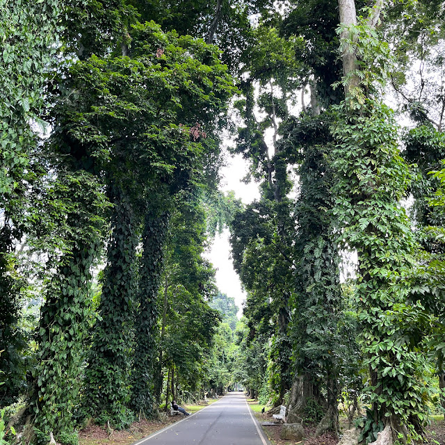 Jalan dengan naungan pepohonan di kiri dan kanan