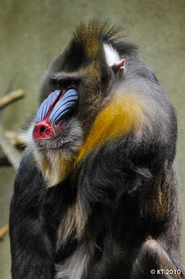 Kopin kurko, Tierpark Hagenbeck, Hampuri