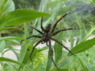 Dolomedes scriptus - Araignée semi aquatique - Grosse araignée - Araignée d'eau